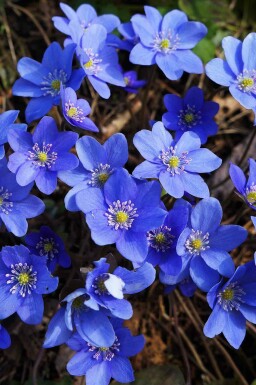 Blå anemone Hepatica nobilis 5-10 potte P9 Hepatica nobilis