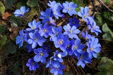 Blå anemone Hepatica nobilis 5-10 potte P9 Hepatica nobilis