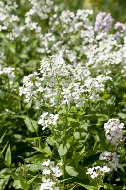 Natviol Hesperis matronalis 'Alba' 5-10 potte P9 Hesperis matronalis 'Alba'