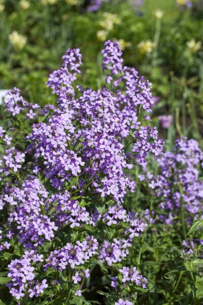 Natviol Hesperis matronalis 5-10 potte P9 Hesperis matronalis