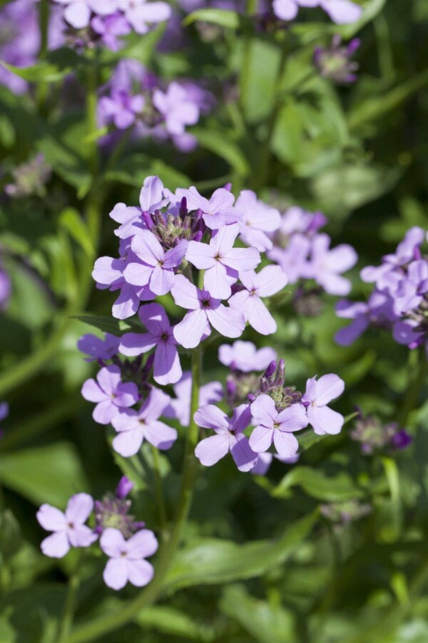 Natviol Hesperis matronalis 5-10 potte P9 Hesperis matronalis