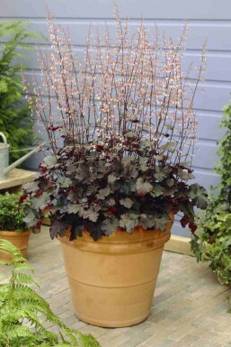 Alunrod Heuchera micrantha 'Black Beauty' 5-10 potte P9 Heuchera micrantha 'Black Beauty'