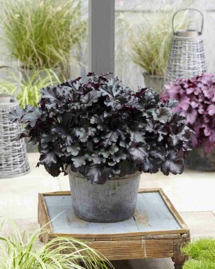 Alunrod Heuchera micrantha 'Black Pearl' 5-10 potte P9 Heuchera micrantha 'Black Pearl'
