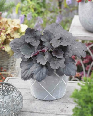 Alunrod Heuchera micrantha 'Black Sea' 5-10 potte P9 Heuchera micrantha 'Black Sea'