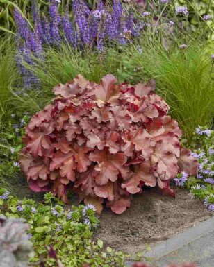 Alunrod Heuchera 'Boysenberry' 5-10 potte P9 Heuchera 'Boysenberry'