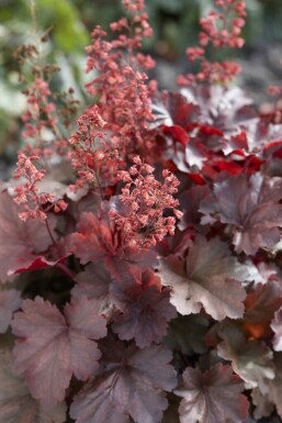 Koralblomst Heuchera micrantha 'Cherry Cola' 5-10 potte P9 Heuchera micrantha 'Cherry Cola'