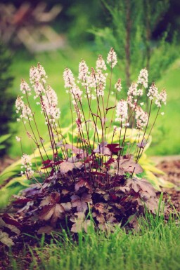 Alunrod Heuchera micrantha 'Chocolate Ruffles' 5-10 potte P9 Heuchera micrantha 'Chocolate Ruffles'