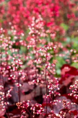 Alunrod Heuchera micrantha 'Fire Chief' 5-10 potte P9 Heuchera micrantha 'Fire Chief'