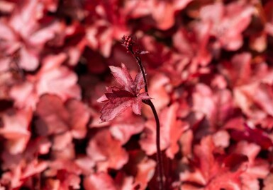 Alunrod Heuchera micrantha 'Fire Chief' 5-10 potte P9 Heuchera micrantha 'Fire Chief'