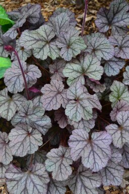 Alunrod Heuchera 'Frosted Violet' 5-10 potte P9 Heuchera 'Frosted Violet'