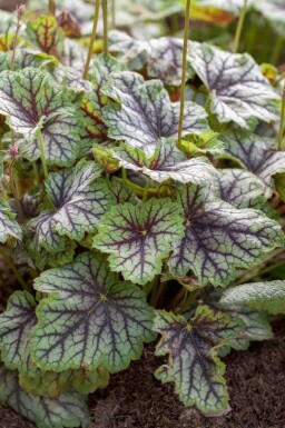 Alunrod Heuchera americana 'Green Spice' 5-10 potte P9 Heuchera americana 'Green Spice'