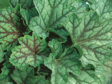 Alunrod Heuchera americana 'Green Spice' 5-10 potte P9 Heuchera americana 'Green Spice'