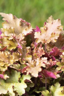 Alunrod Heuchera villosa 'Marmalade' 5-10 potte P9 Heuchera villosa 'Marmalade'