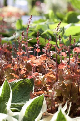 Alunrod Heuchera villosa 'Marmalade' 5-10 potte P9 Heuchera villosa 'Marmalade'