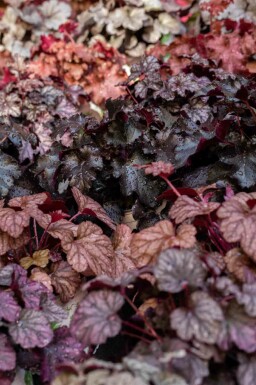 Koralblomst Heuchera micrantha 'Obsidian' 5-10 potte P9 Heuchera micrantha 'Obsidian'