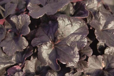 Koralblomst Heuchera micrantha 'Obsidian' 5-10 potte P9 Heuchera micrantha 'Obsidian'
