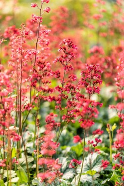 Alunrod Heuchera micrantha 'Paris' 5-10 potte P9 Heuchera micrantha 'Paris'