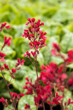 Alunrod Heuchera micrantha 'Paris' 5-10 potte P9 Heuchera micrantha 'Paris'