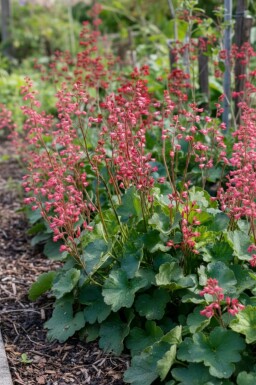 Alunrod Heuchera brizoides 'Pluie de Feu' 5-10 potte P9 Heuchera brizoides 'Pluie de Feu'