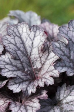 Alunrod Heuchera micrantha 'Plum Pudding' 5-10 potte P9 Heuchera micrantha 'Plum Pudding'