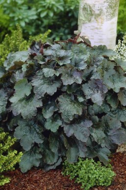 Alunrod Heuchera micrantha 'Rachel' 5-10 potte P9 Heuchera micrantha 'Rachel'
