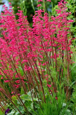 Alunrod Heuchera sanguinea 5-10 potte P9 Heuchera sanguinea