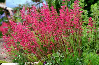 Alunrod Heuchera sanguinea 5-10 potte P9 Heuchera sanguinea
