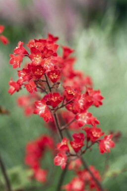 Alunrod Heuchera sanguinea 'Splendens' 5-10 potte P9 Heuchera sanguinea 'Splendens'