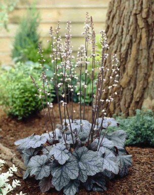Alunrod Heuchera micrantha 'Silver Scrolls' 5-10 potte P9 Heuchera micrantha 'Silver Scrolls'