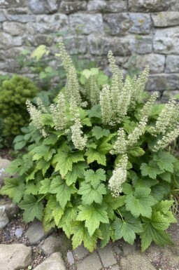 Alunrod Heuchera villosa 'Chantilly' 5-10 potte P9 Heuchera villosa 'Chantilly'
