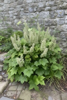 Alunrod Heuchera villosa 'Chantilly' 5-10 potte P9 Heuchera villosa 'Chantilly'