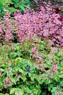 Alunrod Heucherella 'Tapestry' 5-10 potte P9 Heucherella 'Tapestry'