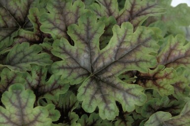 Alunrod Heucherella 'Tapestry' 5-10 potte P9 Heucherella 'Tapestry'