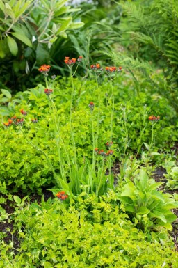 Orange høgeurt Hieracium aurantiacum 5-10 potte P9 Hieracium aurantiacum