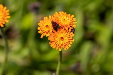 Orange høgeurt Hieracium aurantiacum 5-10 potte P9 Hieracium aurantiacum