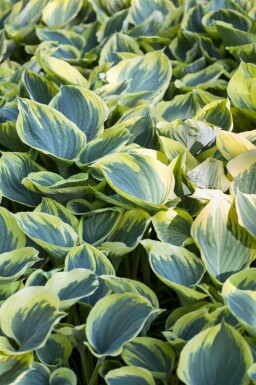 Funkia Hosta fortunei 'Aureomarginata' 5-10 potte P9 Hosta fortunei 'Aureomarginata'