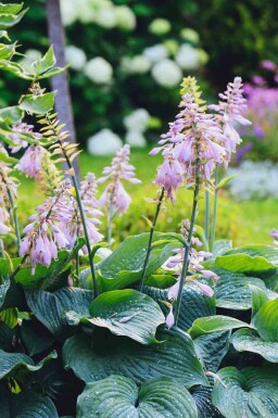 Funkia Hosta sieboldiana 'Big Daddy' 5-10 potte P9 Hosta sieboldiana 'Big Daddy'