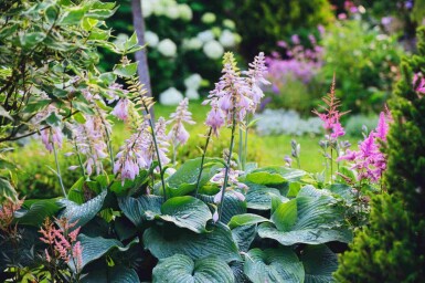Funkia Hosta sieboldiana 'Big Daddy' 5-10 potte P9 Hosta sieboldiana 'Big Daddy'