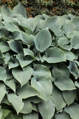 Bladlilje Hosta tokudama 'Blue Cadet' 5-10 potte P9 Hosta tokudama 'Blue Cadet'