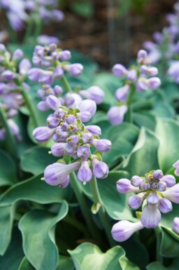 BlaÌ musøre hosta Hosta tokudama 'Blue Mouse Ears' 5-10 potte P9 Hosta tokudama 'Blue Mouse Ears'