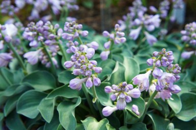BlaÌ musøre hosta Hosta tokudama 'Blue Mouse Ears' 5-10 potte P9 Hosta tokudama 'Blue Mouse Ears'