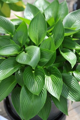 Funkia Hosta tardiana 'Devon Green' 5-10 potte P9 Hosta tardiana 'Devon Green'