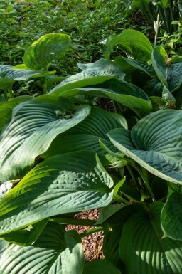 Funkia Hosta 'Empress Wu' 5-10 potte P9 Hosta 'Empress Wu'