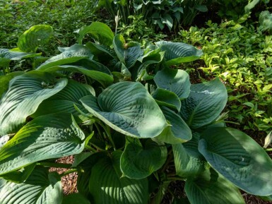 Funkia Hosta 'Empress Wu' 5-10 potte P9 Hosta 'Empress Wu'