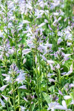 Funkia Hosta fortunei 'Francee' 5-10 potte P9 Hosta fortunei 'Francee'