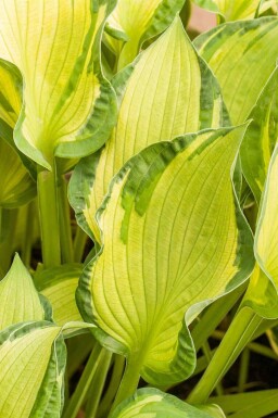Funkia Hosta tardiana 'June' 5-10 potte P9 Hosta tardiana 'June'