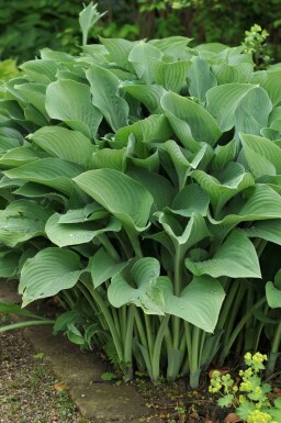 Funkia Hosta nigrescens 'Krossa Regal' 5-10 potte P9 Hosta nigrescens 'Krossa Regal'