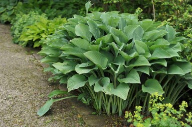 Funkia Hosta nigrescens 'Krossa Regal' 5-10 potte P9 Hosta nigrescens 'Krossa Regal'