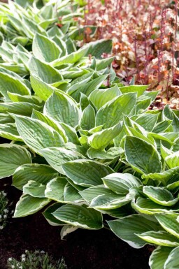 Funkia Hosta fortunei 'Patriot' 5-10 potte P9 Hosta fortunei 'Patriot'
