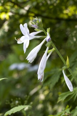 Funkia Hosta plantaginea 'Royal Standard' 5-10 potte P9 Hosta plantaginea 'Royal Standard'